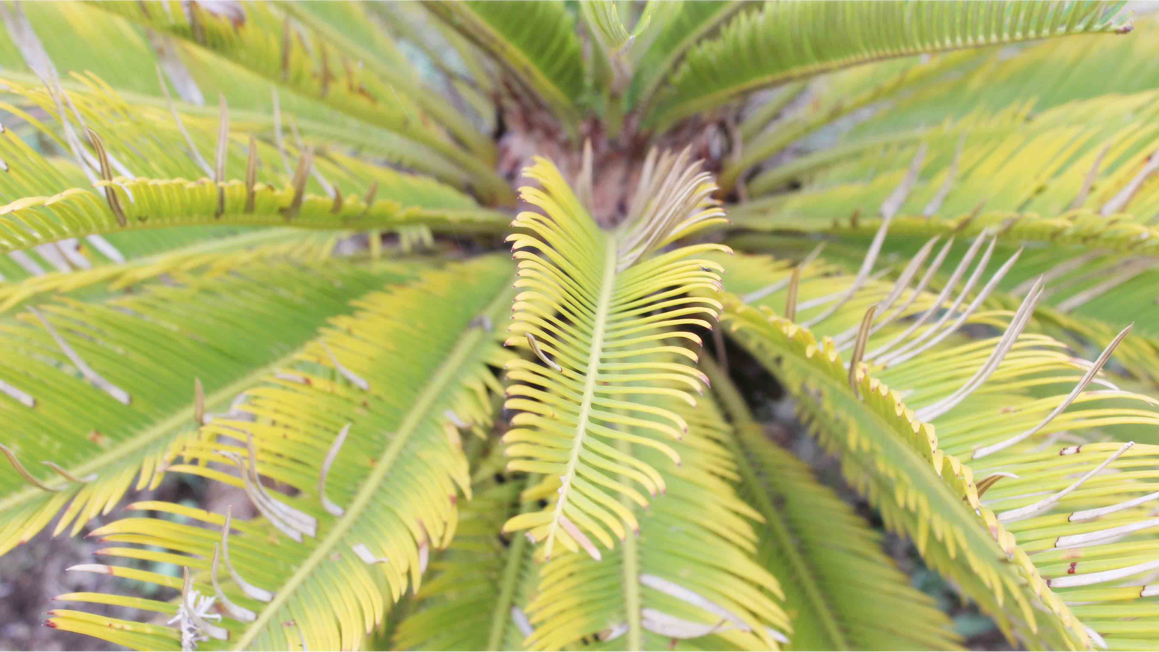 Foglie di palma verdi, 3840x2160 UHD, PC 4K
