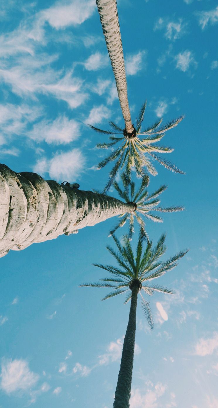 Palme viste dal basso, cielo blu, 744x1392 Verticale, iPhone Pro Max