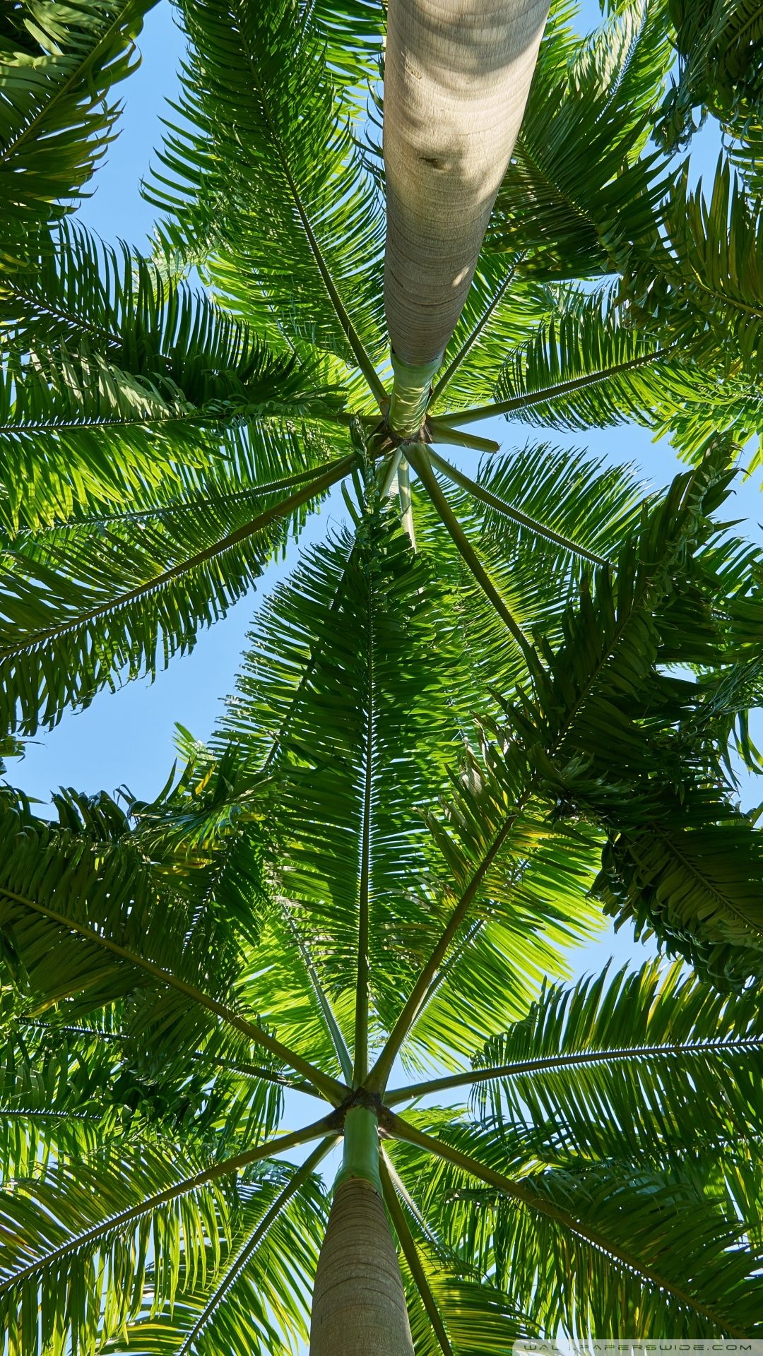 Palme viste dal basso, 1080x1920 Verticale, iPhone Air