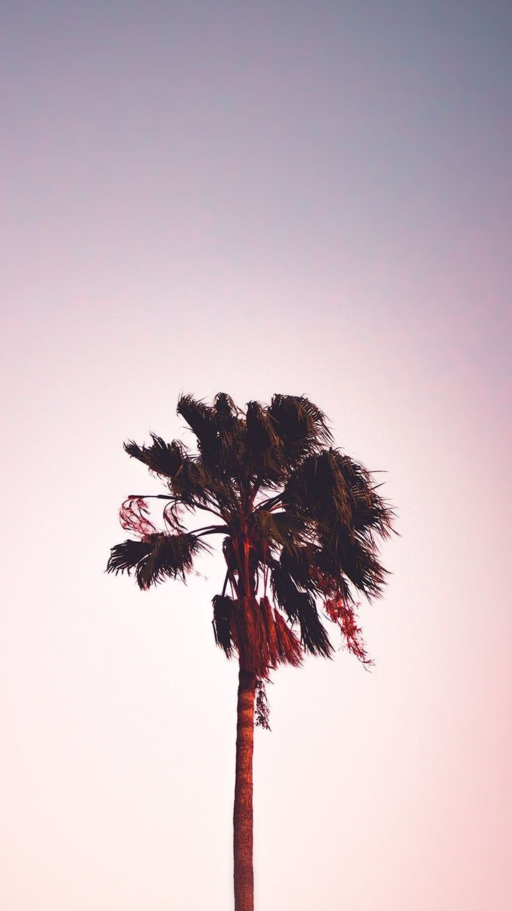 Palma al tramonto minimalista, 736x1308 Full HD Verticale, iPhone Plus