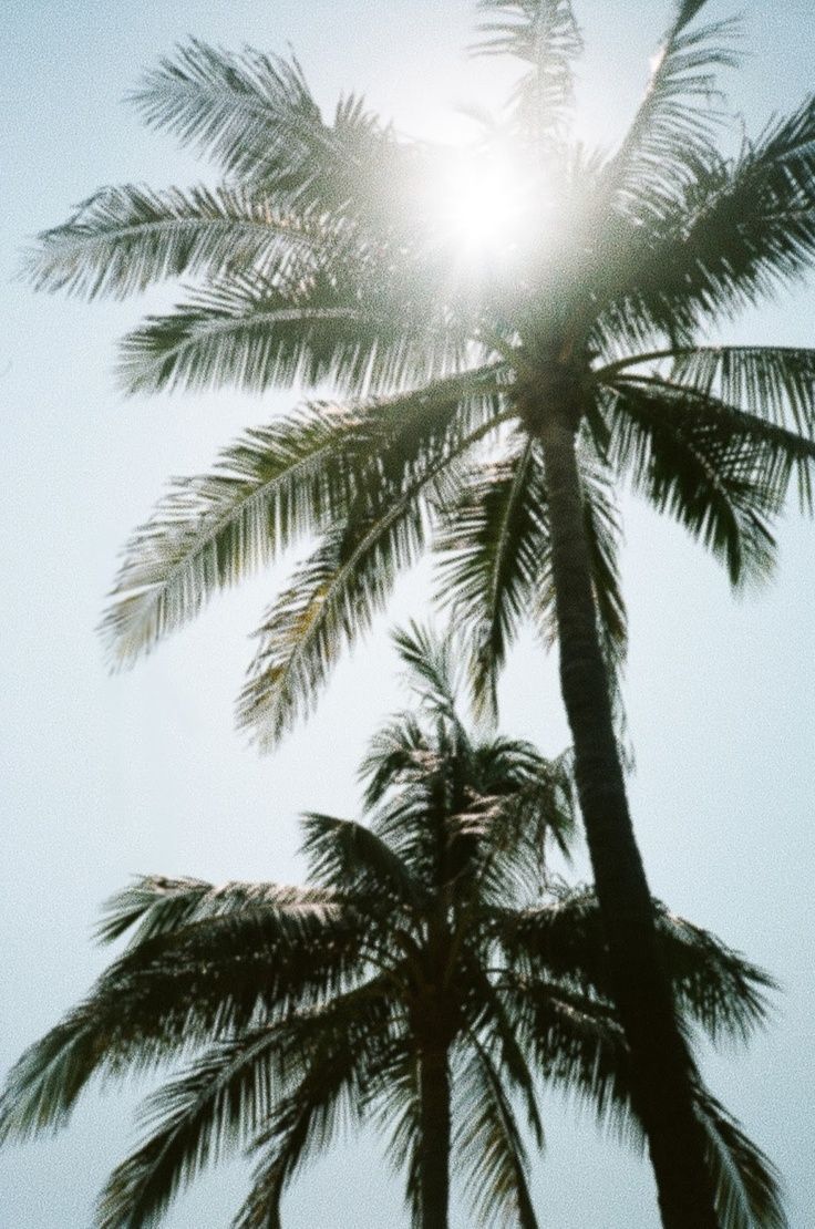 Palme controluce sole, 736x1110 Full HD Verticale, iPhone Pro Max
