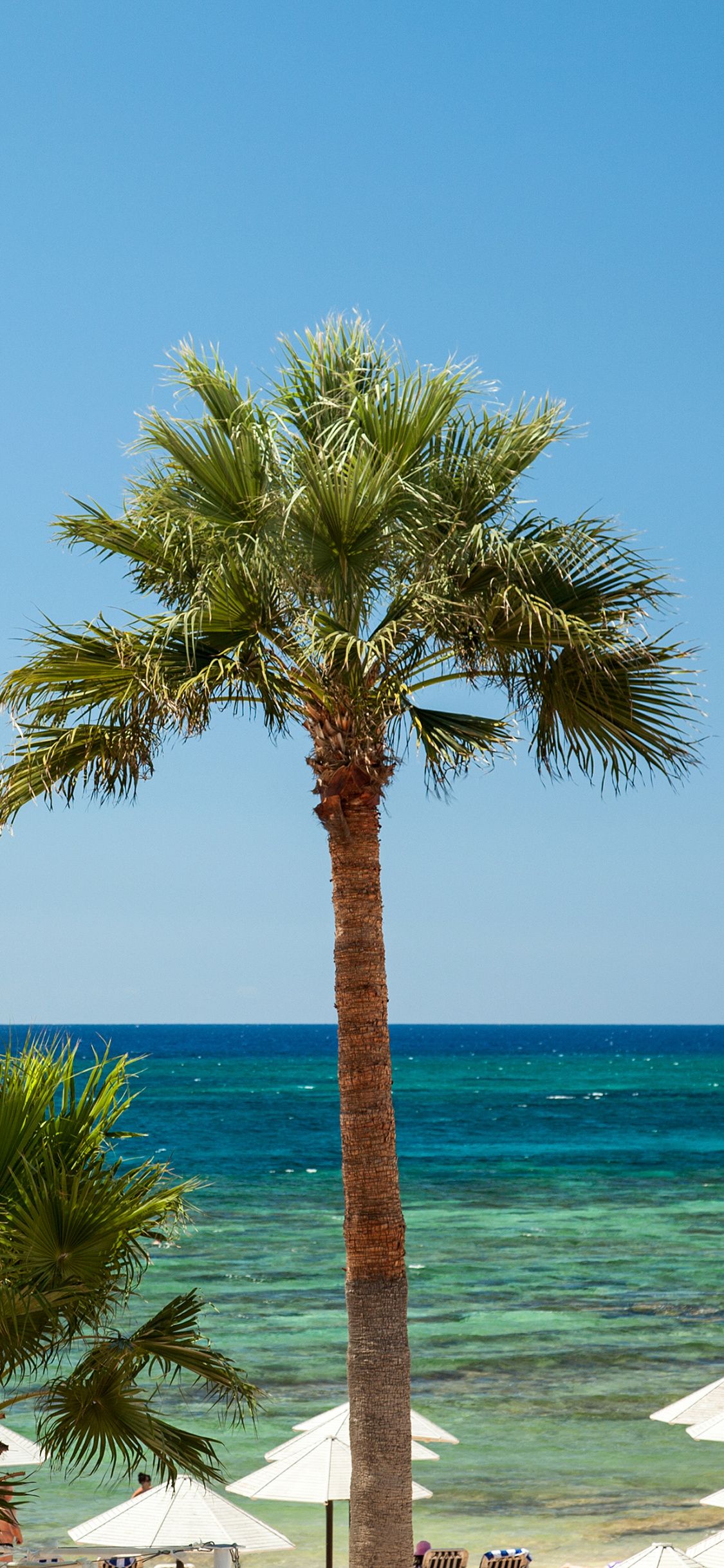 Palma su spiaggia tropicale, 1125x2436 Verticale, iPhone Pro