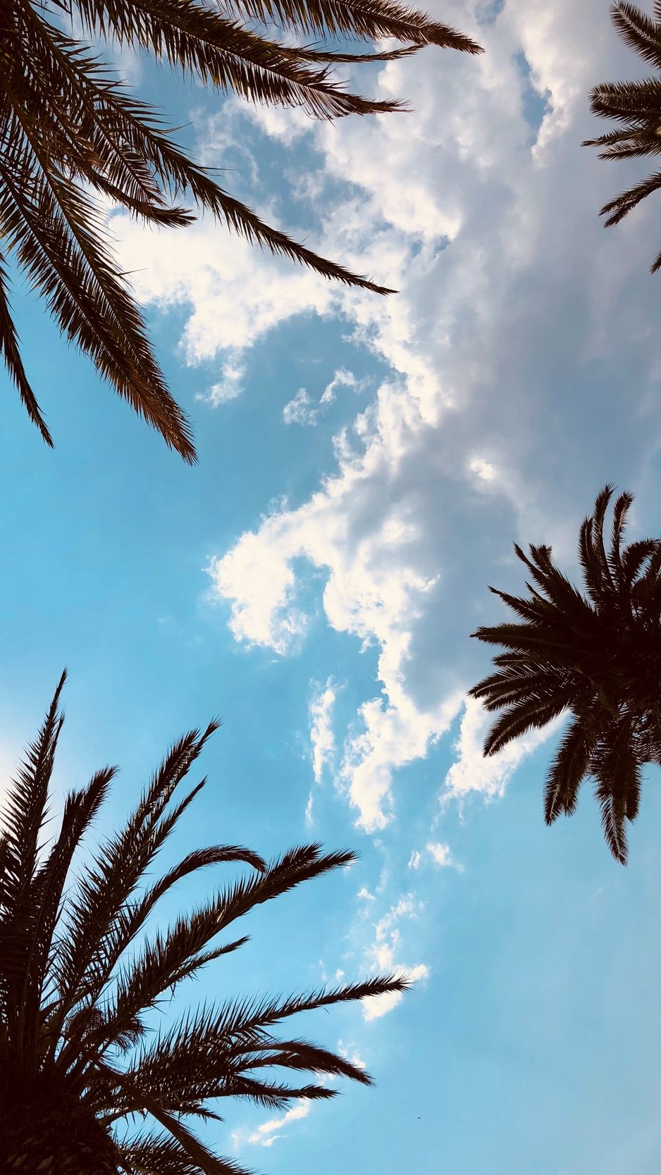 Palme viste dal basso, cielo, 938x1668 Verticale, iPhone Plus