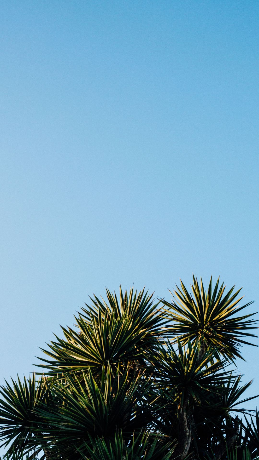 Palme contro cielo azzurro, 1080x1920 Full HD Verticale, iPhone