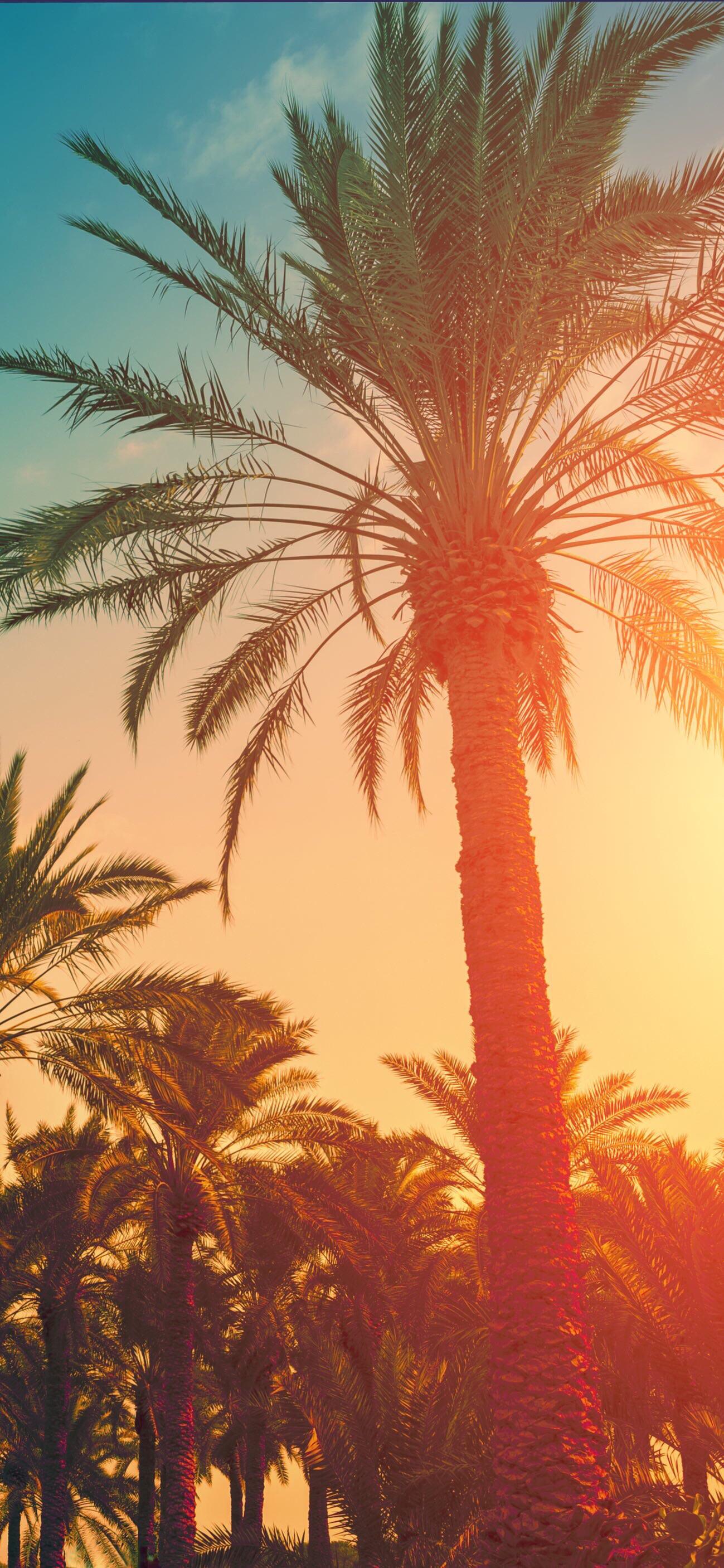 Palme al tramonto arancione, 1299x2813 Verticale, iPhone Pro Max