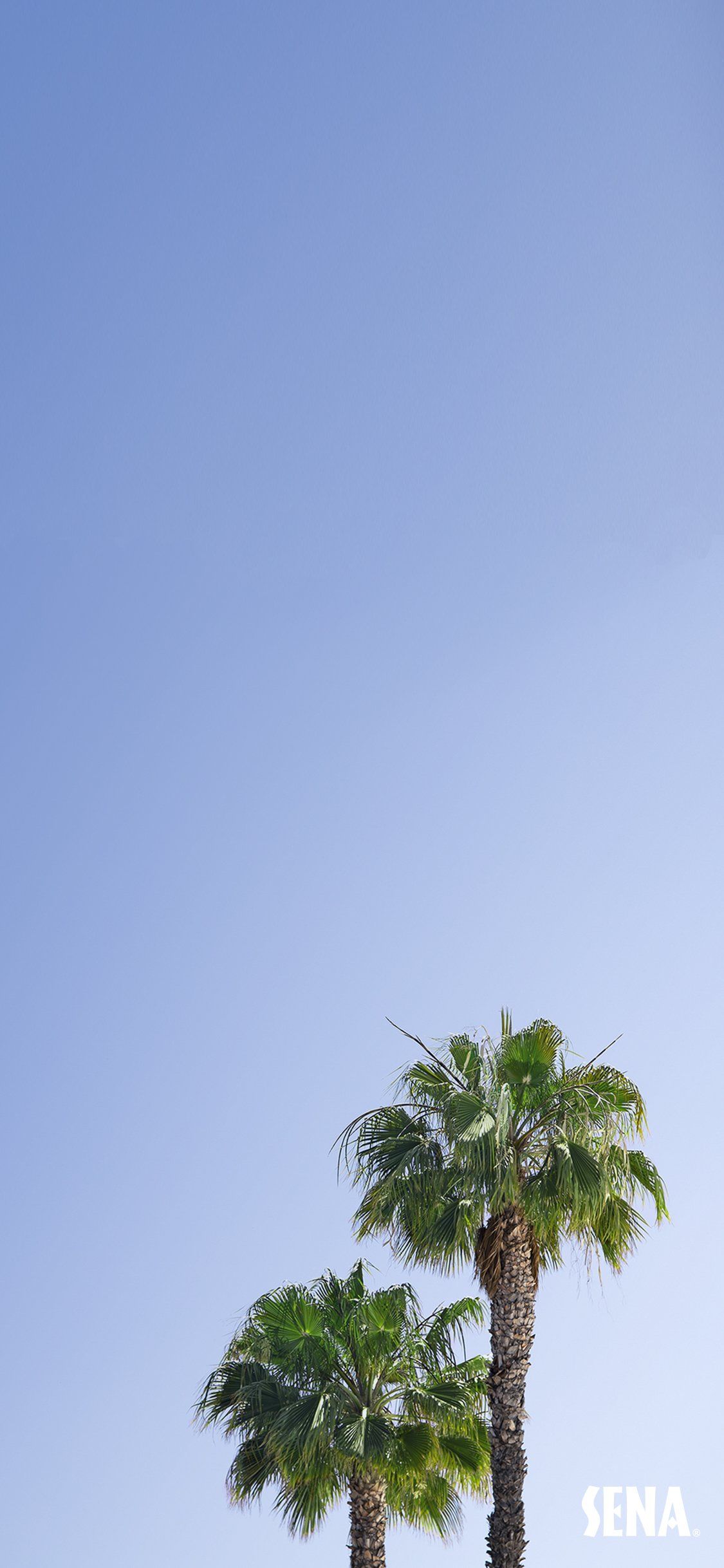 Palme cielo azzurro, 1125x2436 Verticale, iPhone