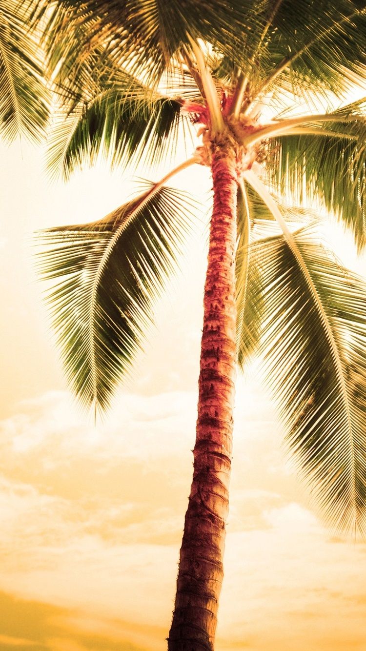 Palma tropicale al tramonto, 750x1334 Full HD Verticale, iPhone Pro