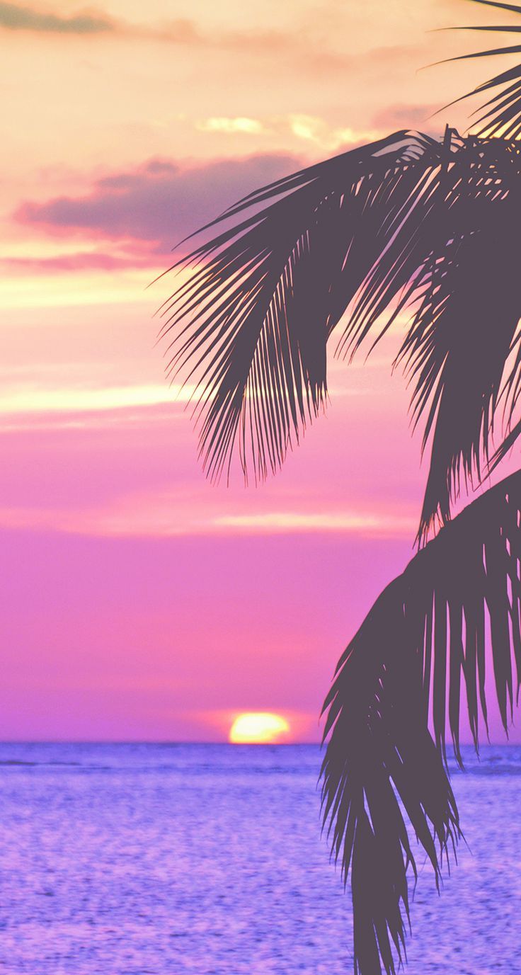 Palme al tramonto rosa, 736x1377 Verticale, iPhone Pro