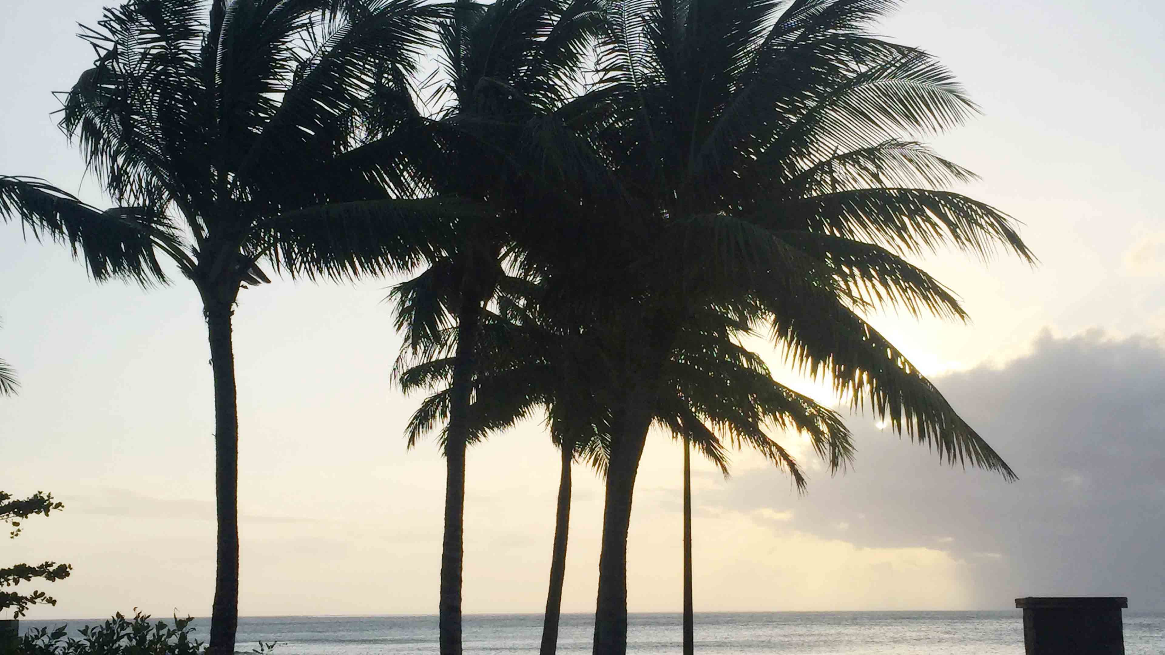 Palme al tramonto sulla spiaggia, 3840x2160 4K, Desktop 4K