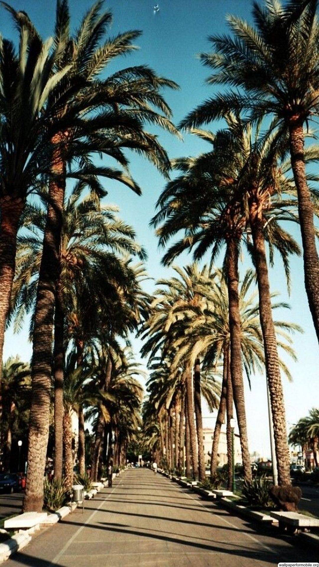 Viale con palme, 1080x1920 Verticale, iPhone Pro