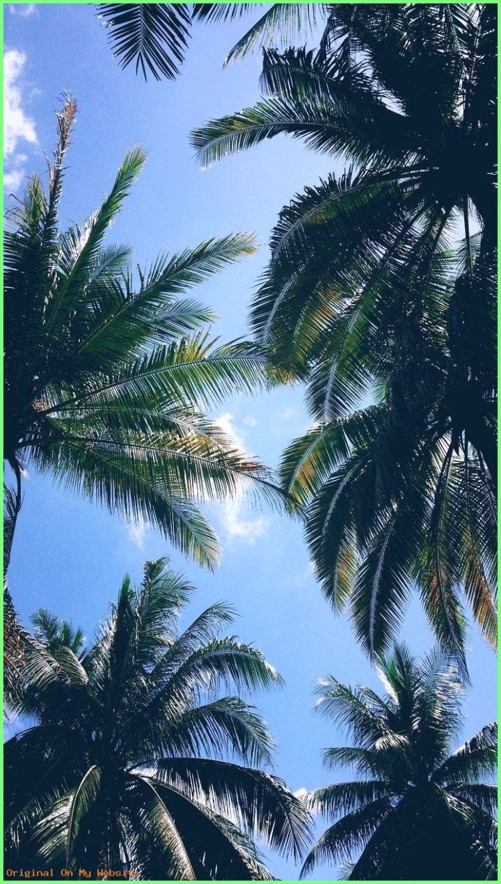 Palme viste dal basso, 720x1271 Full HD Verticale, iPhone Air