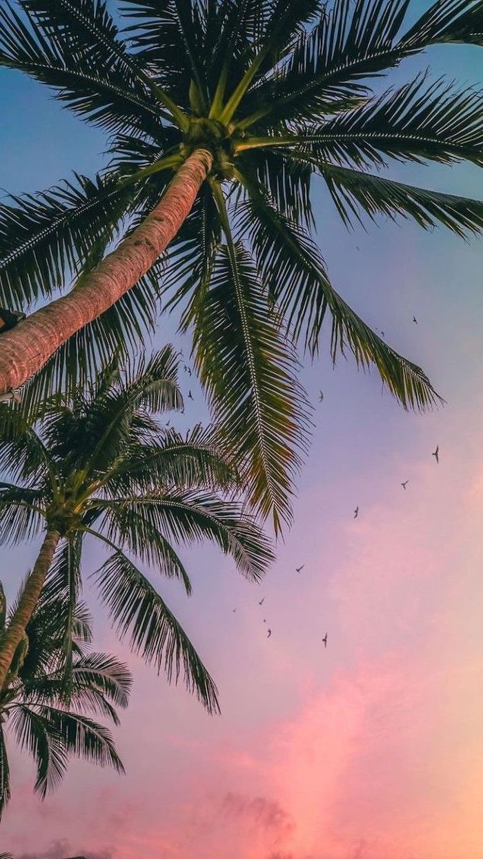 Palme al tramonto rosa, 700x1244 Full HD Verticale, Smartphone