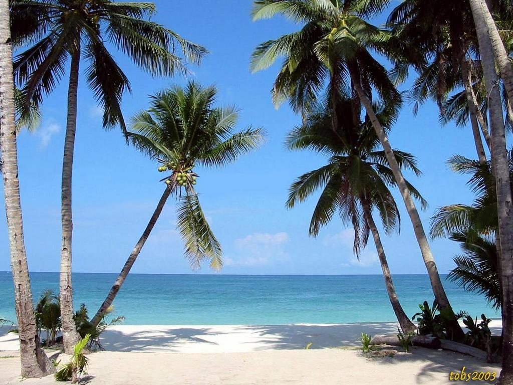 Palme spiaggia tropicale mare, 1024x768 HD, PC Desktop