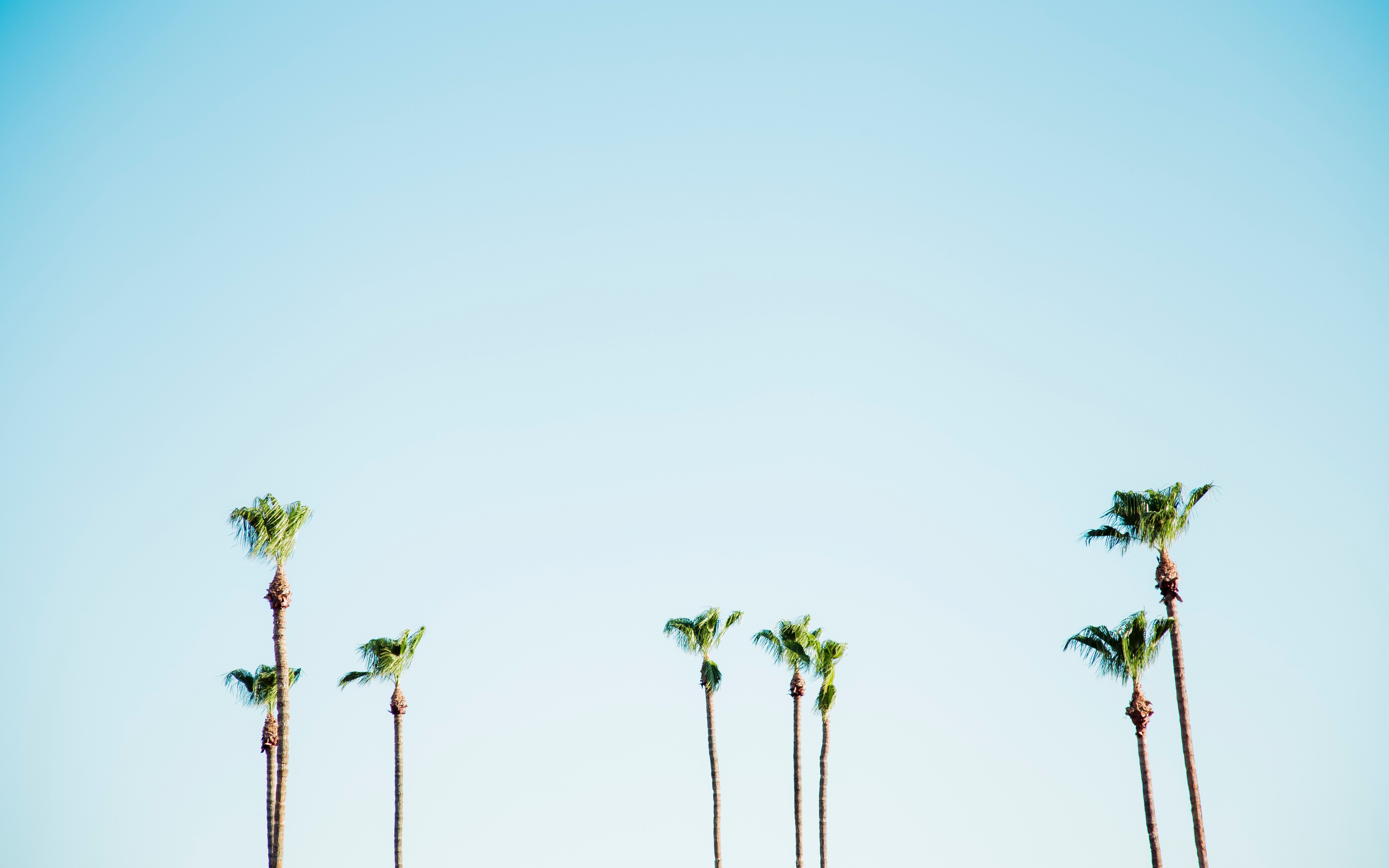 Palme sottili cielo azzurro, 5472x3420 4K Ultra HD, Monitor 4K