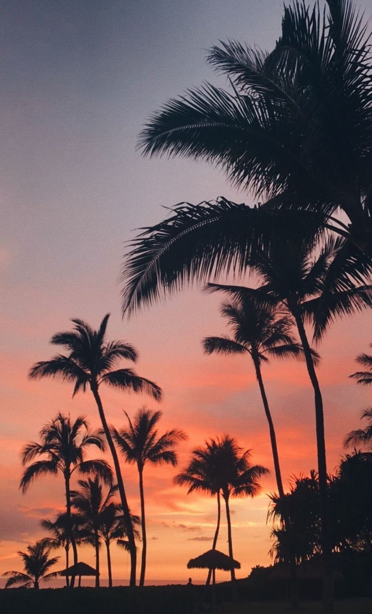 Palme silhouette tramonto tropicale, 736x1214 Verticale, Telefono