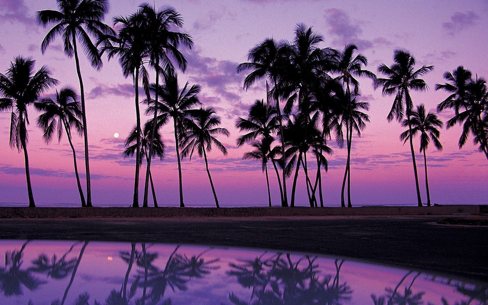 Palme silhouette tramonto viola, 1680x1050 900p, PC