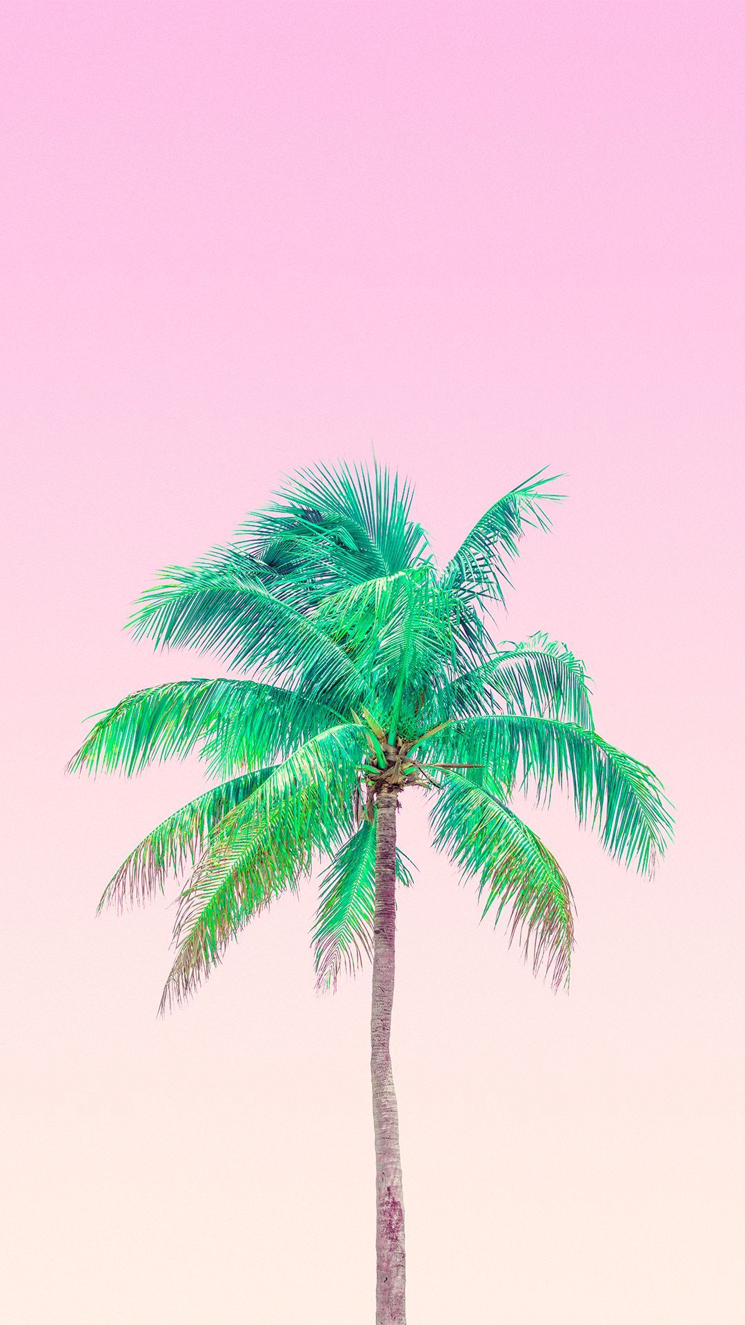Palma verde su cielo rosa, 1080x1920 Verticale, Mobile