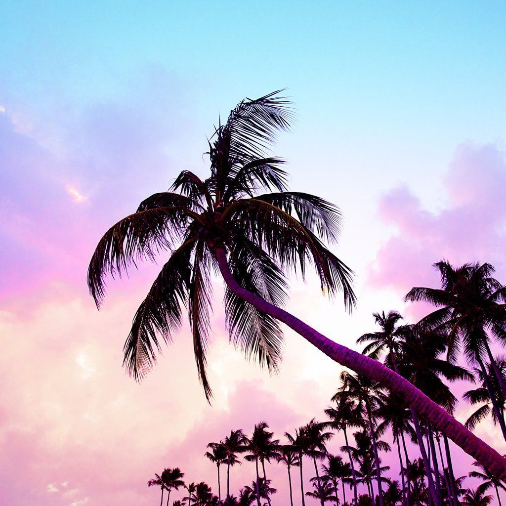 Palme al tramonto rosa, 1024x1024 HD, iMac