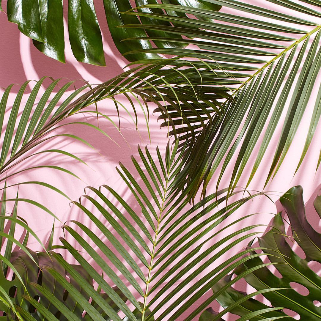 Foglie di palma su rosa, 1080x1080 HD, Desktop