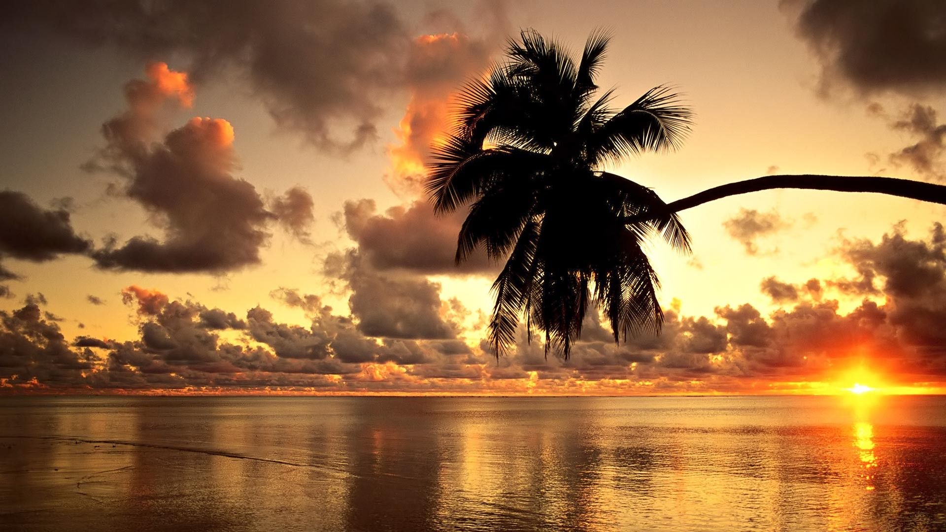 Palma silhouette tramonto mare, 1920x1080 Full HD 1080p, PC