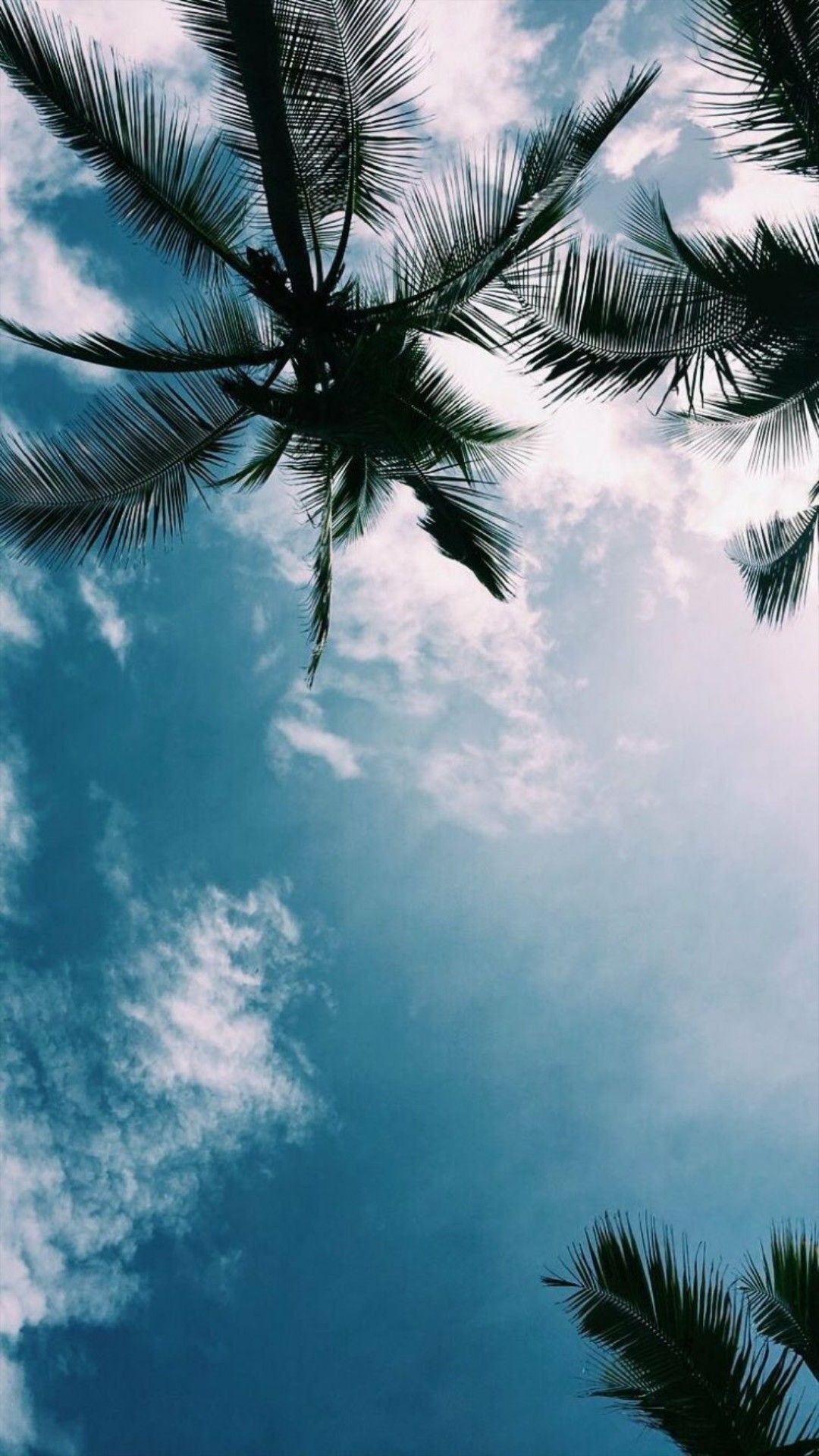 Palme e cielo azzurro, 1080x1920 Full HD Verticale, Smartphone
