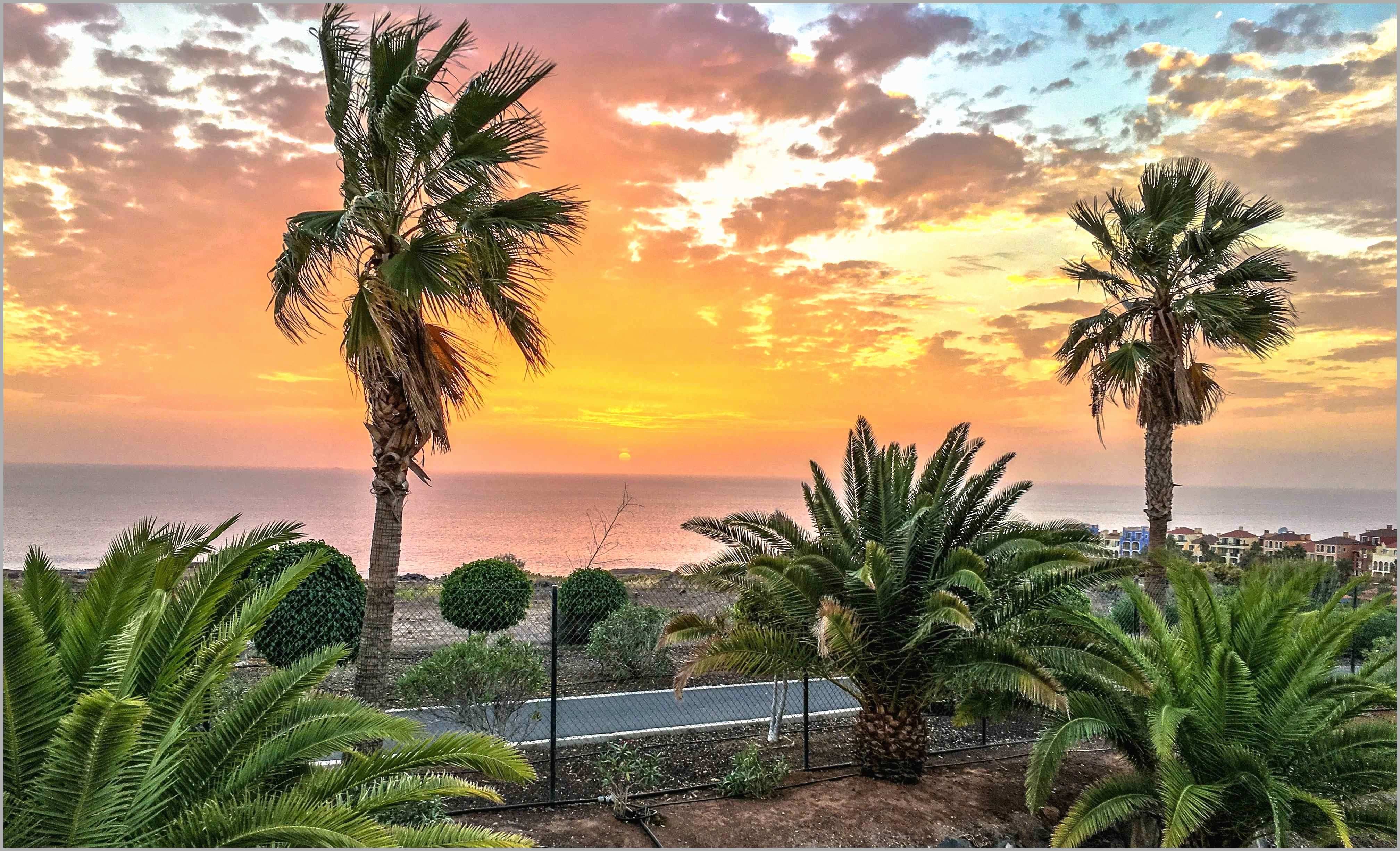 Palme al tramonto sul mare, 4032x2452 UHD, PC 4K