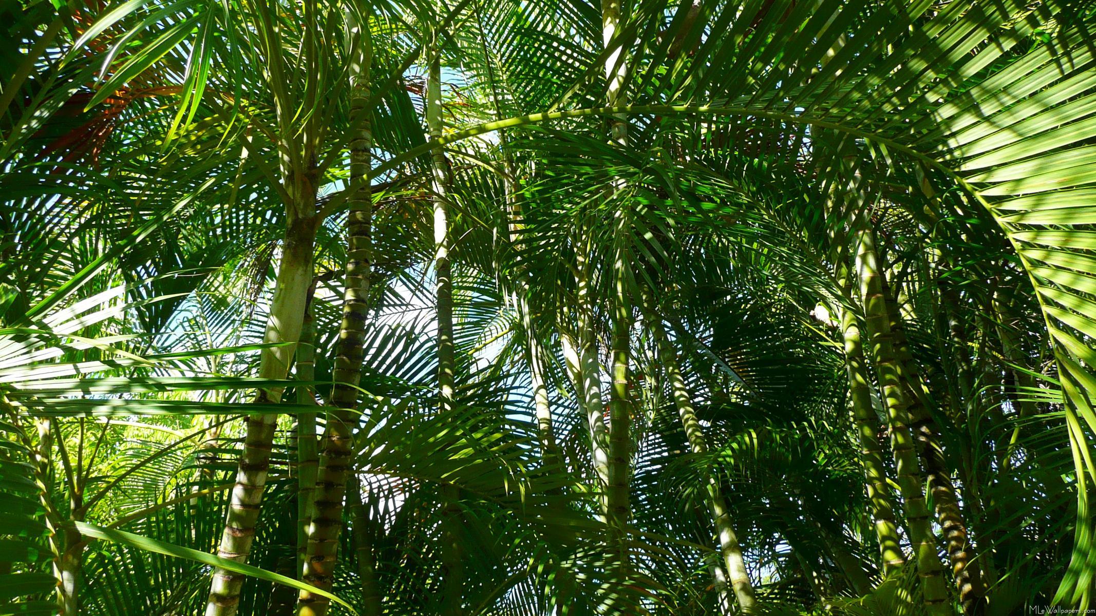 Foglie di palma verdi tropicali, 2134x1200 alta risoluzione, PC