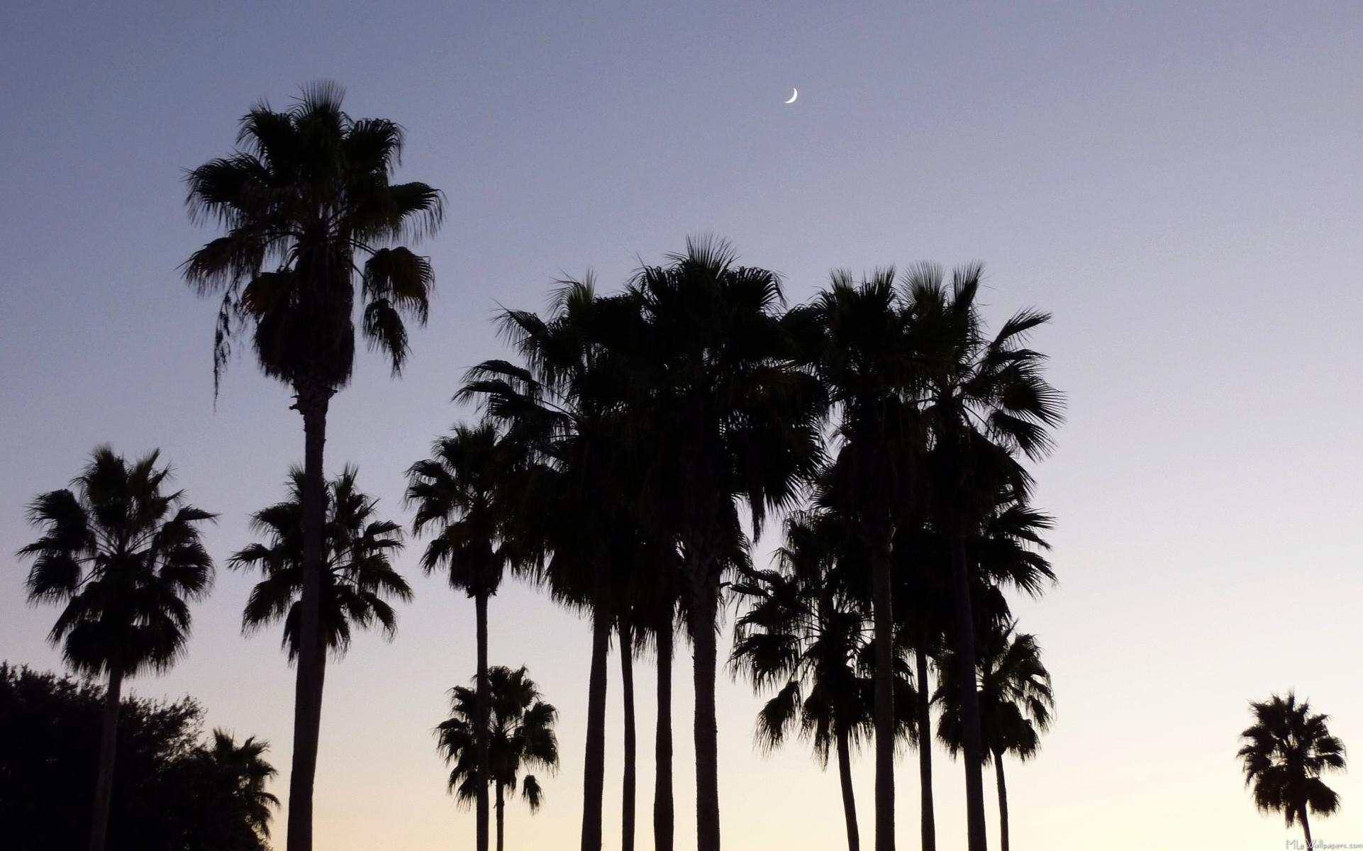 Palme silhouette al tramonto, 1922x1200 Full HD+ WUXGA, Desktop