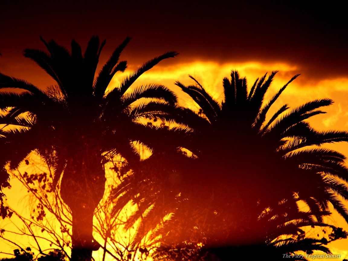Palme silhouette tramonto arancione, 1152x864 HD, Desktop