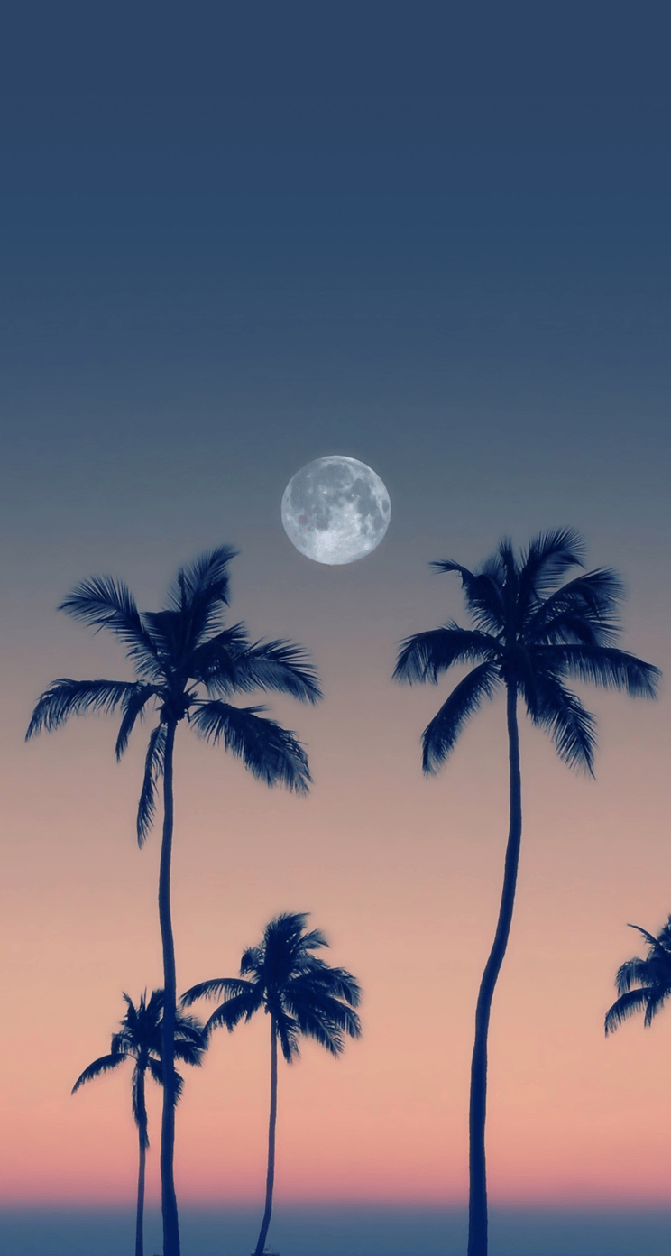 Palme al tramonto con luna, 744x1392 Full HD Verticale, Samsung Galaxy