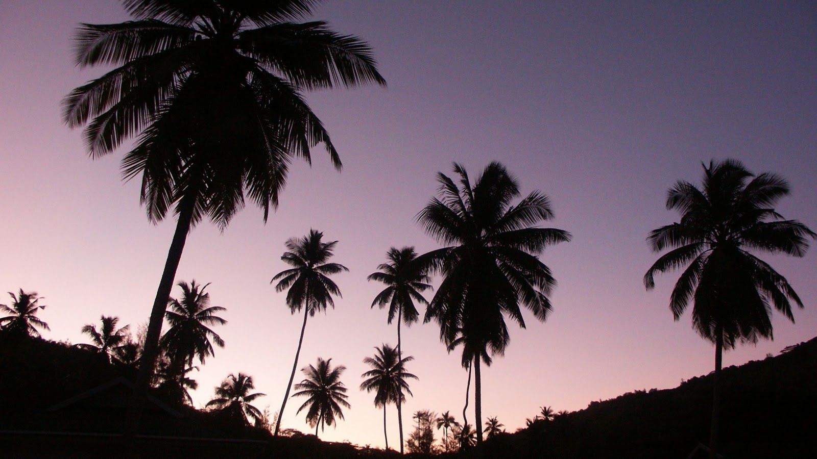 Palme silhouette al tramonto, 1600x900 900p, Desktop