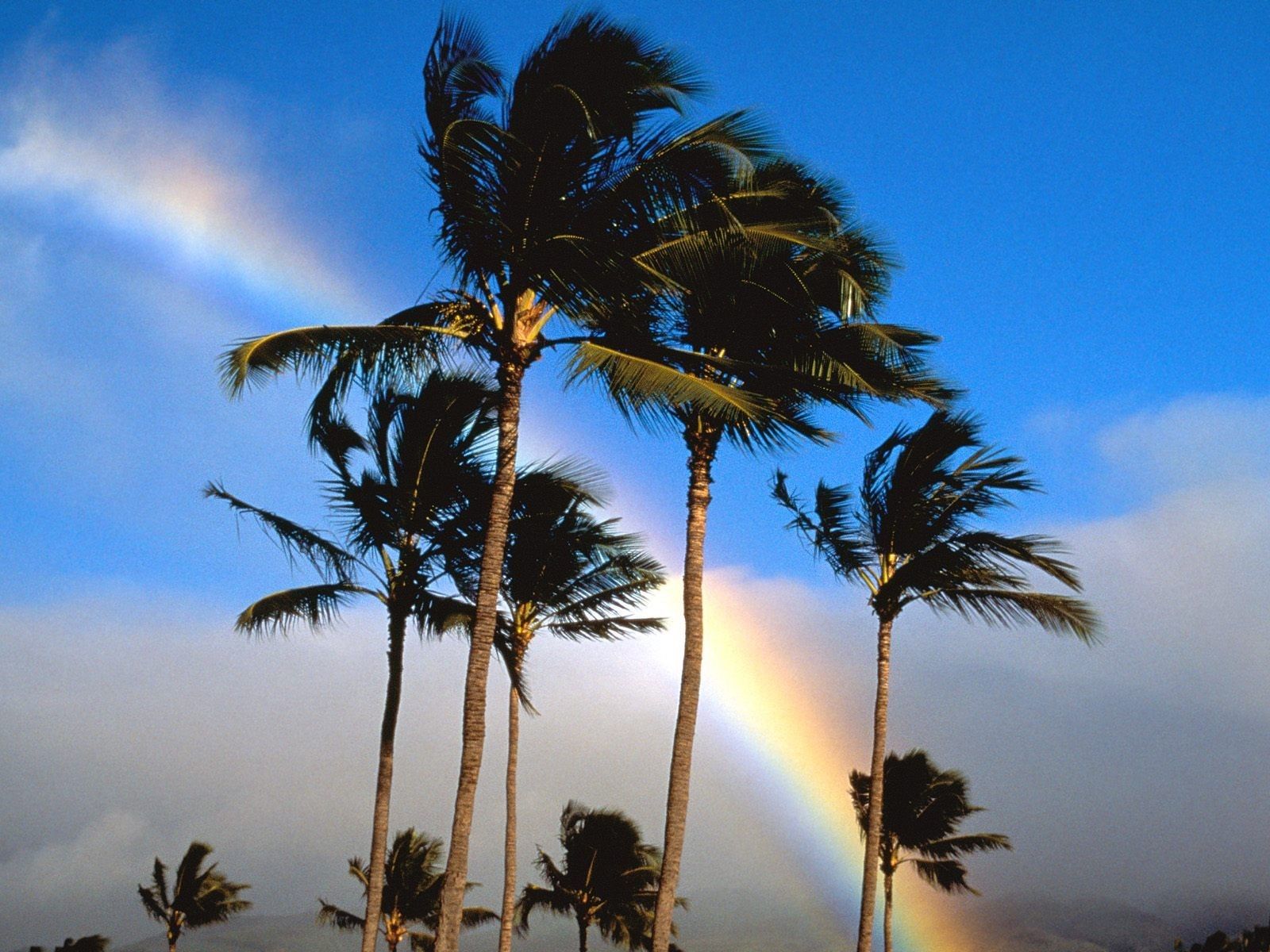 Palme con arcobaleno, 1600x1200 HD, Desktop