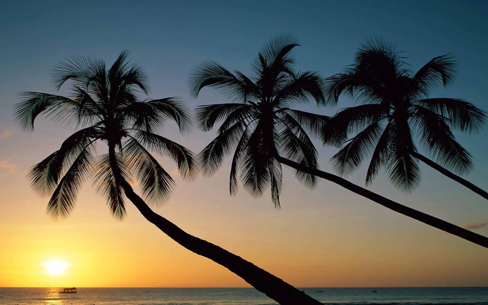 Palme al tramonto sulla spiaggia, 1920x1200 Full HD+ WUXGA, Desktop