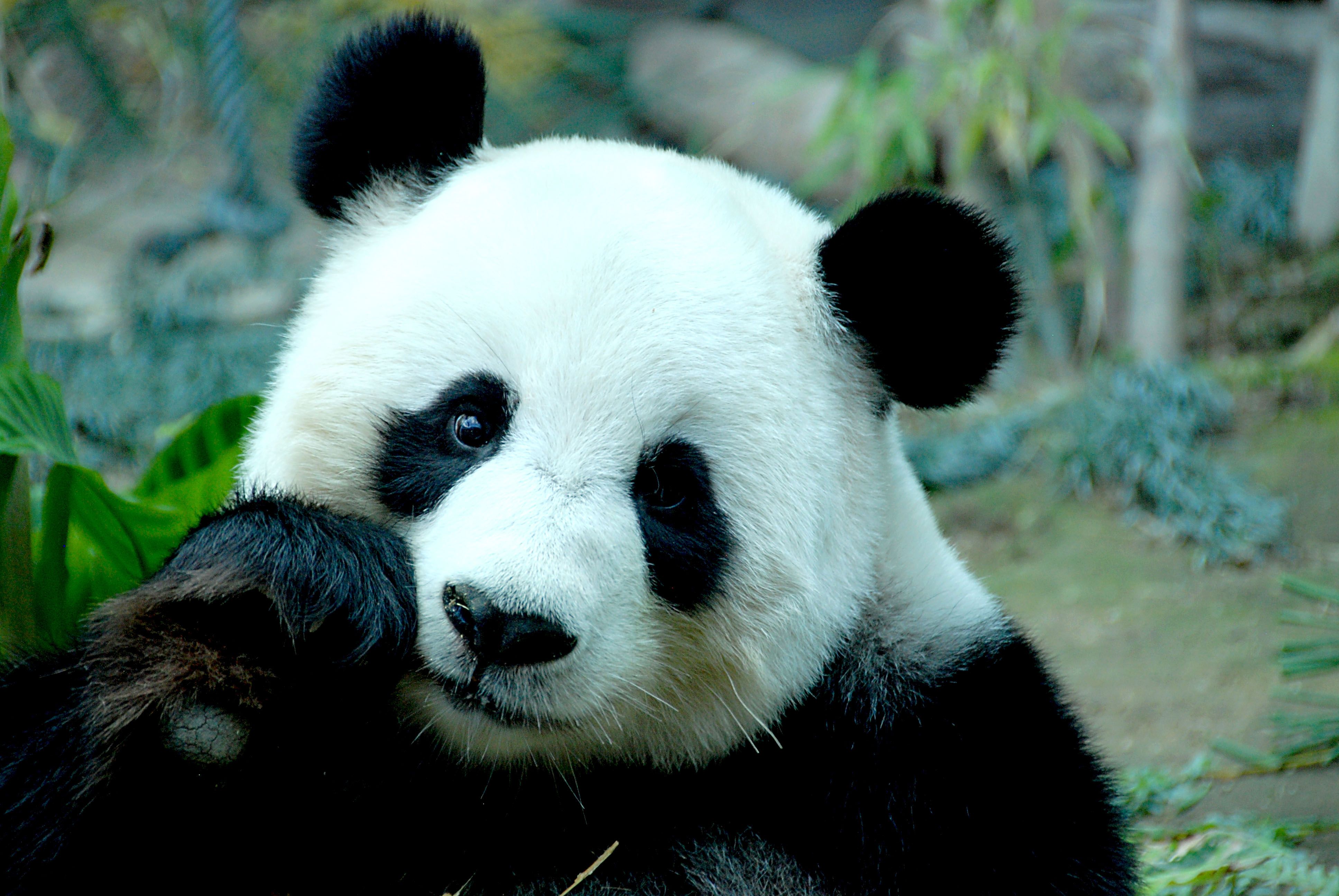 Panda reale primo piano, 3872x2592 Ultra HD, 4K TV