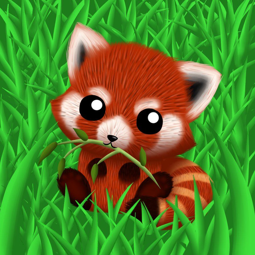 Panda rosso carino tra erba, 894x894 HD, Desktop