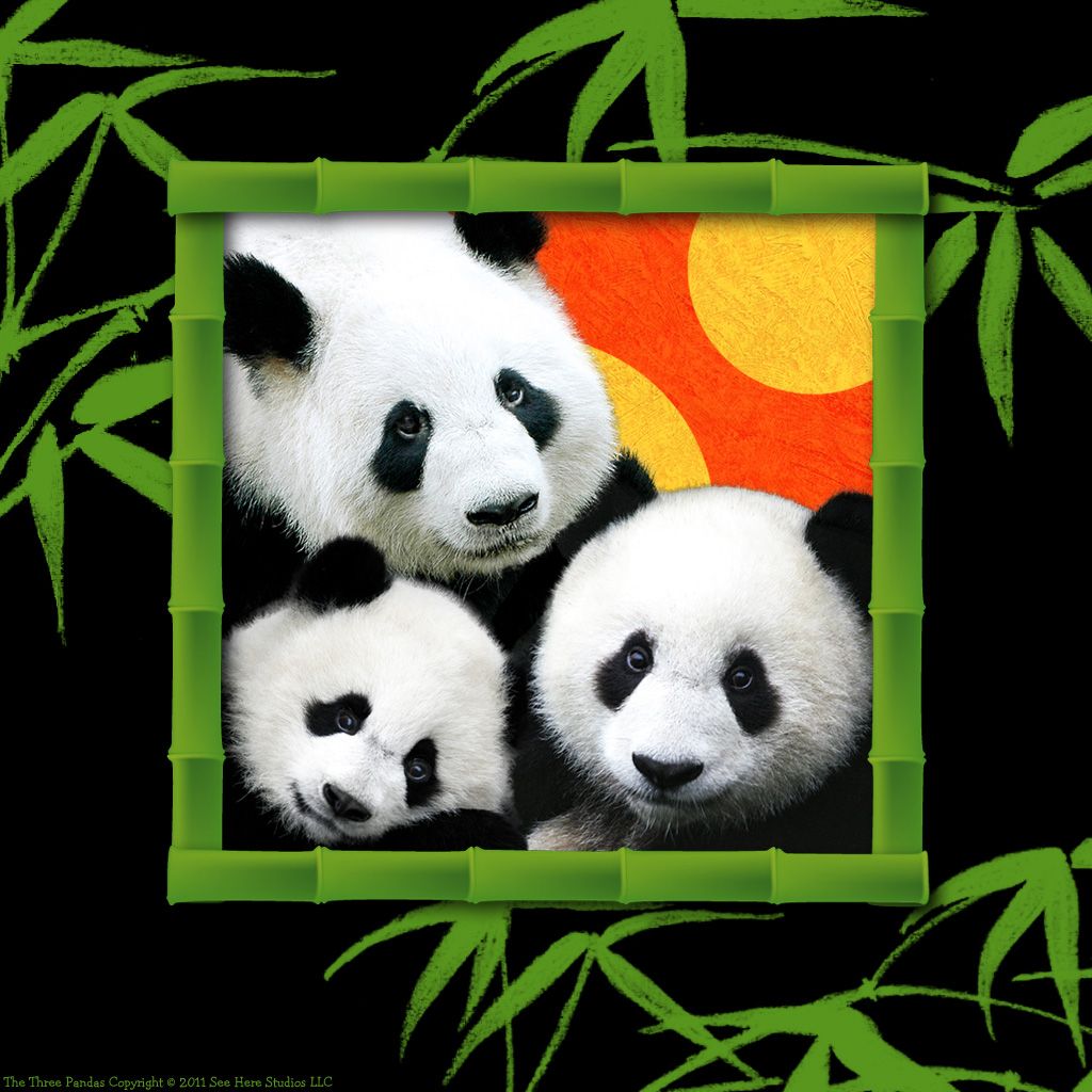 Famiglia di panda in cornice bambù, 1024x1024 HD, PC
