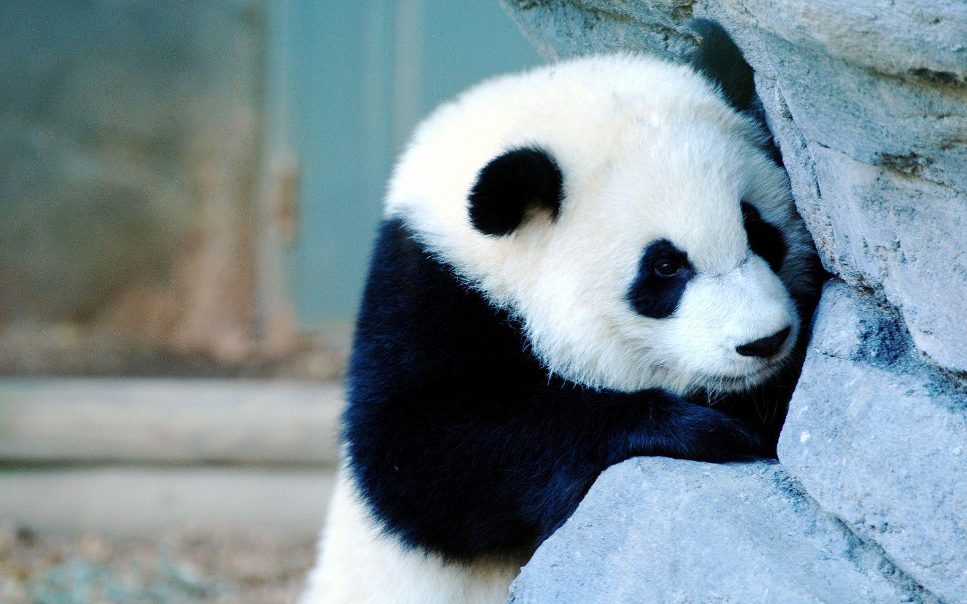 Cucciolo panda tra le rocce, 1920x1200 Full HD+ WUXGA, Desktop
