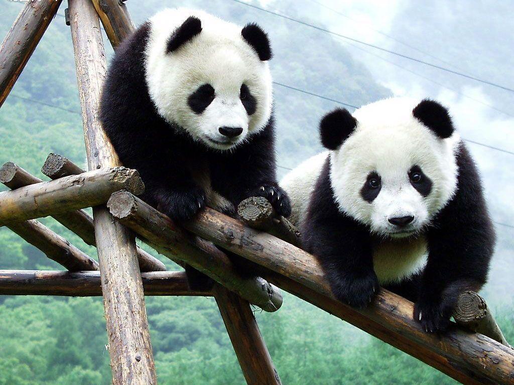 Cuccioli di panda su struttura di legno, 1024x768 HD, Desktop