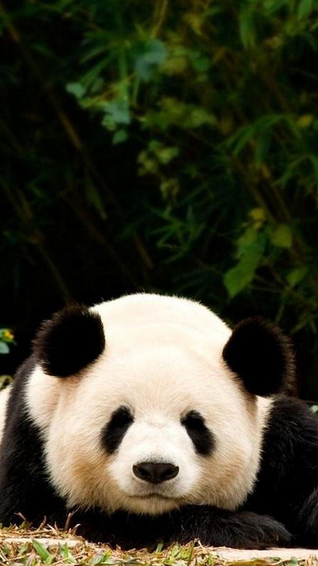 Cucciolo panda sdraiato bambù, 1080x1920 Full HD Verticale, Samsung Galaxy
