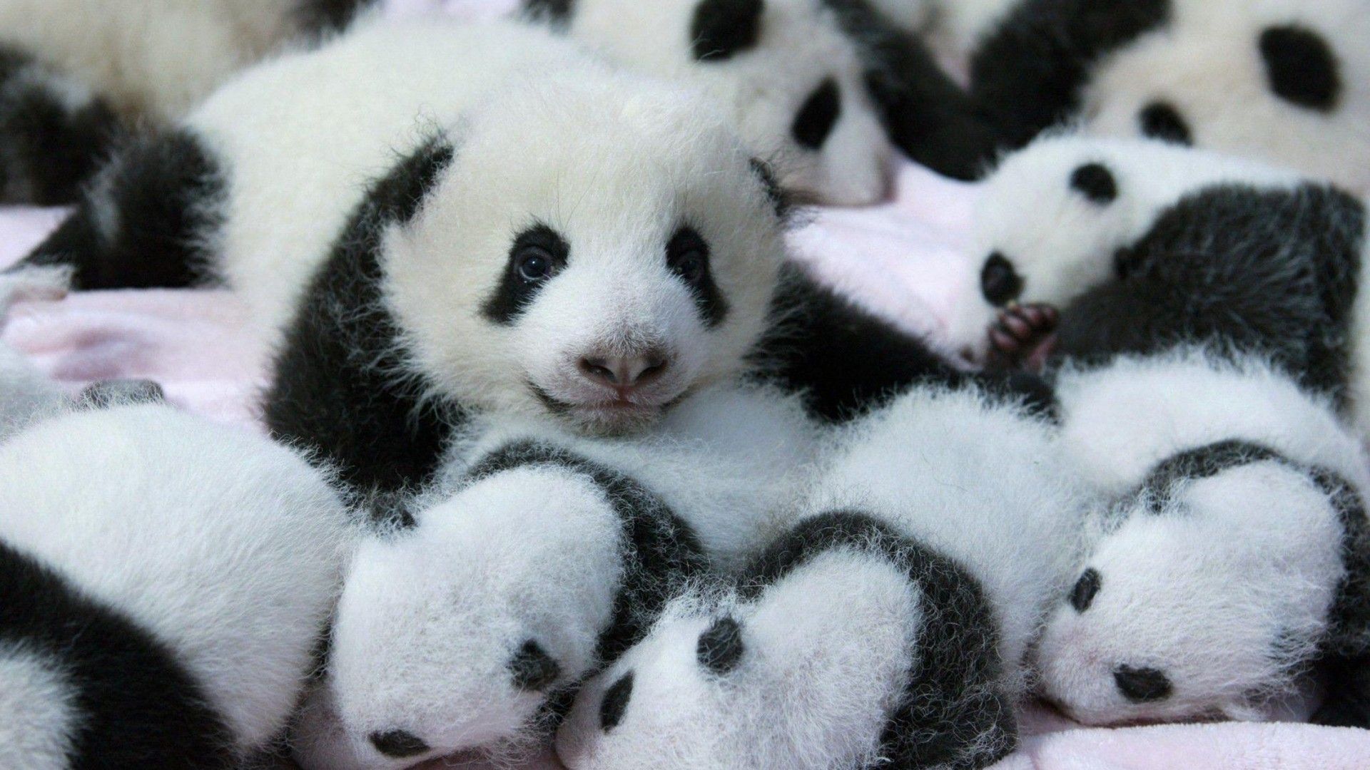 Cuccioli di panda ammucchiati, 1920x1080 Full HD, Desktop