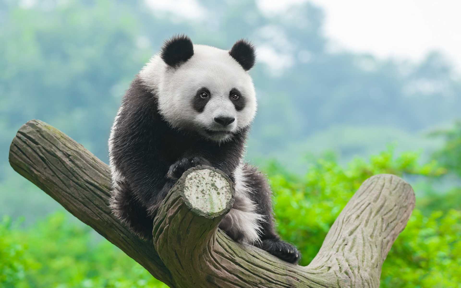 Cucciolo di panda su ramo, 1920x1200 Full HD+ WUXGA, Desktop