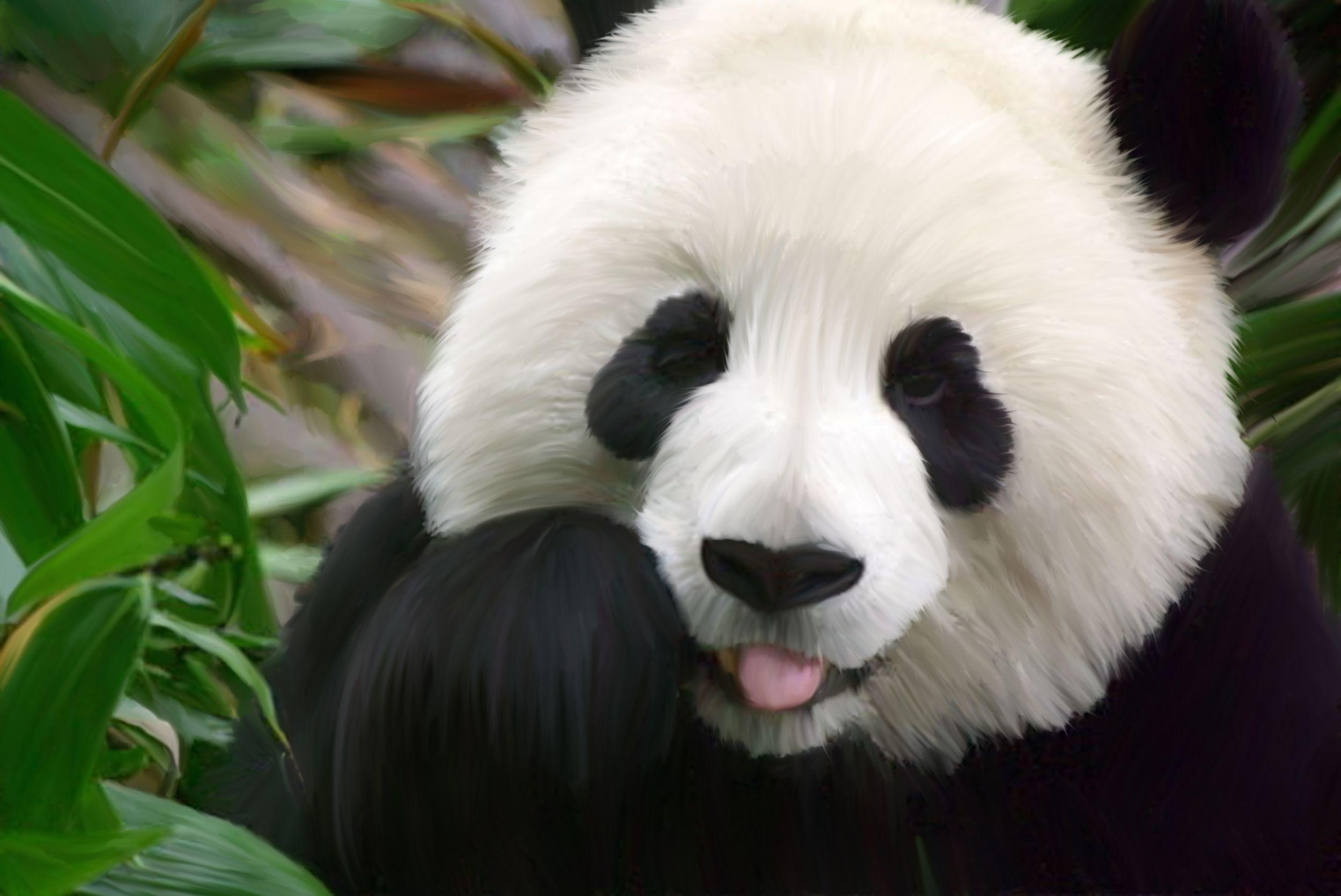 Cucciolo di panda tra foglie, 2500x1671 2K, Laptop