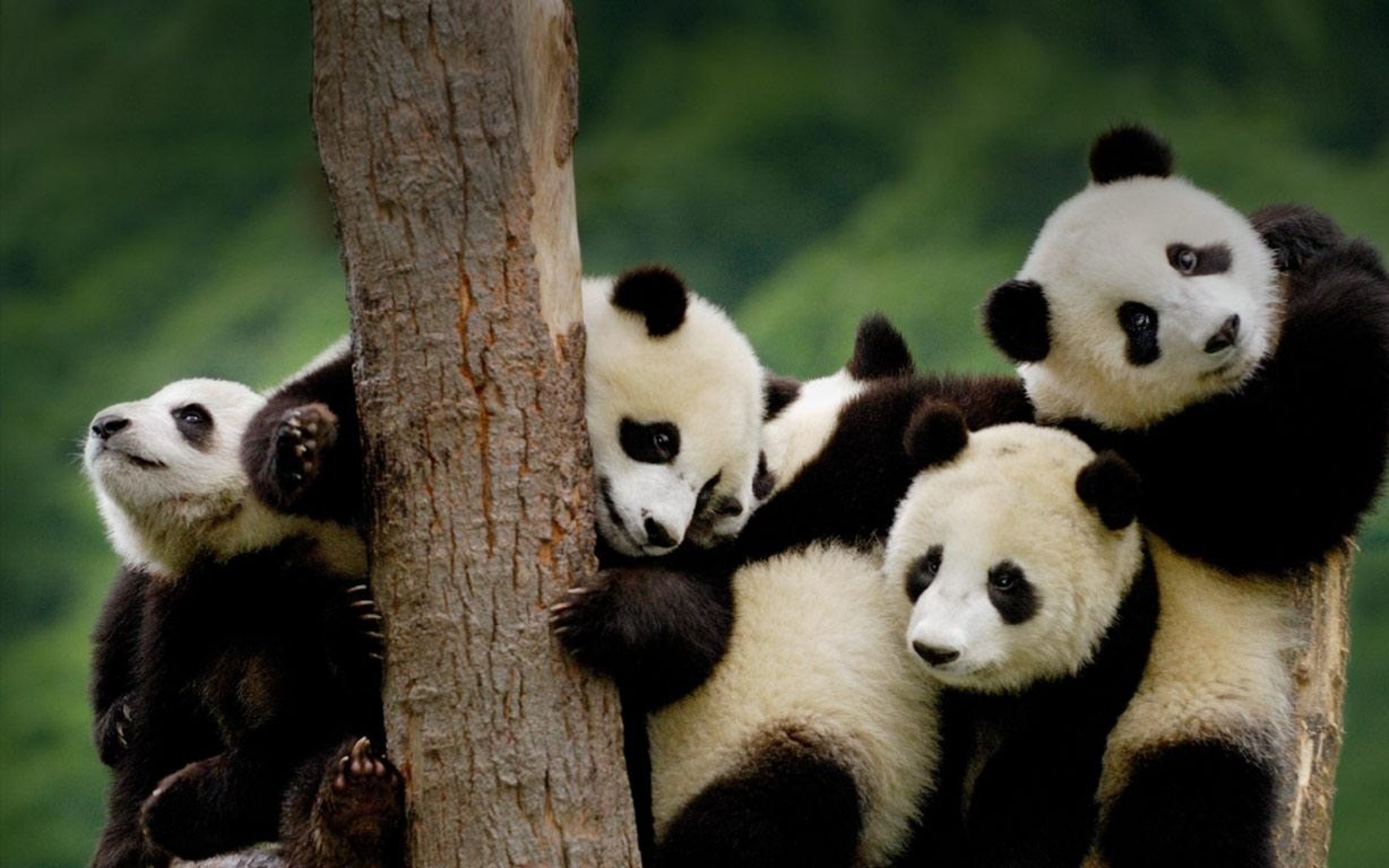 Cuccioli di panda su albero, 2560x1600 2K+, MacBook Pro