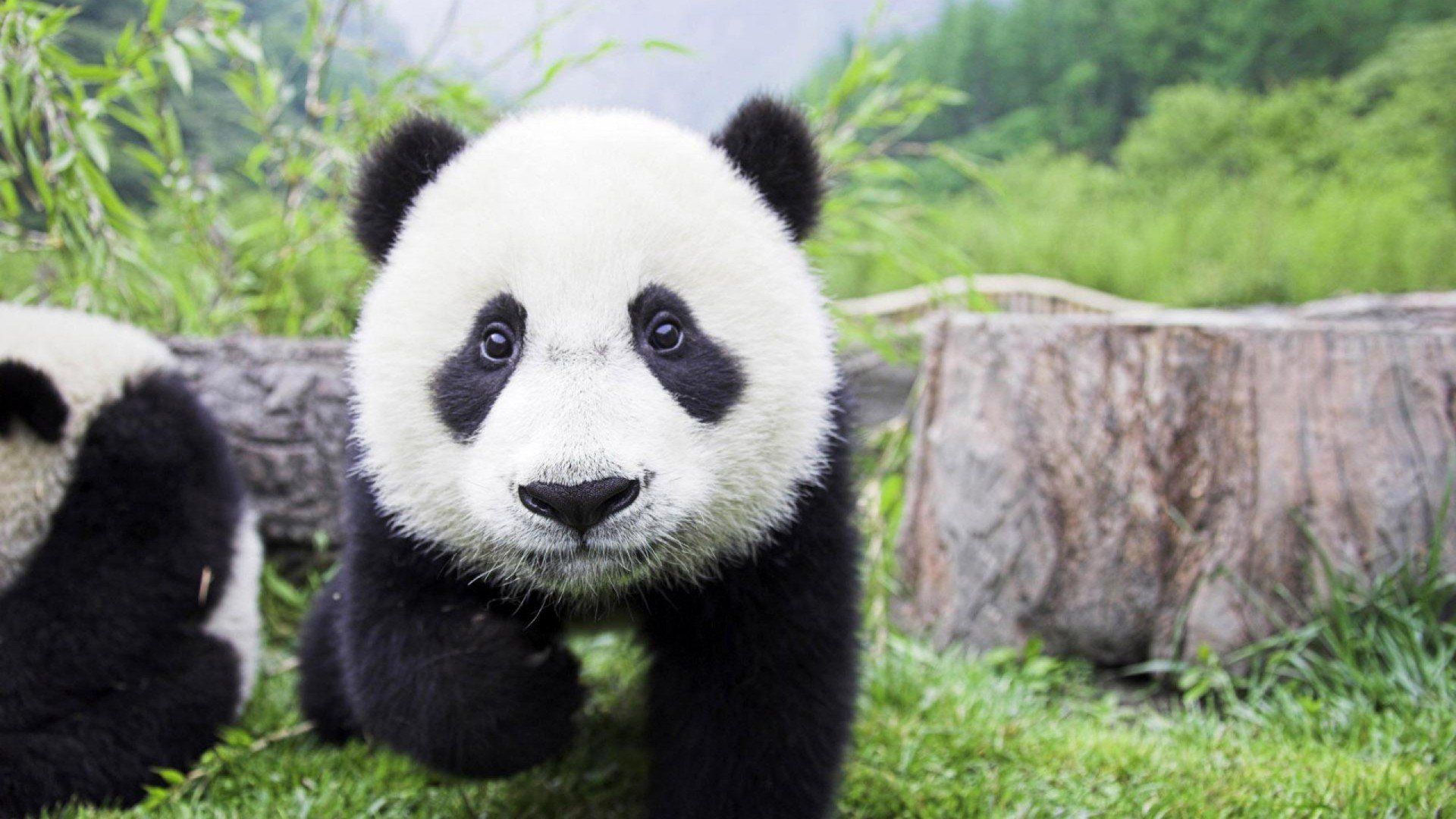 Cucciolo di panda su erba, 1920x1080 Full HD, Desktop