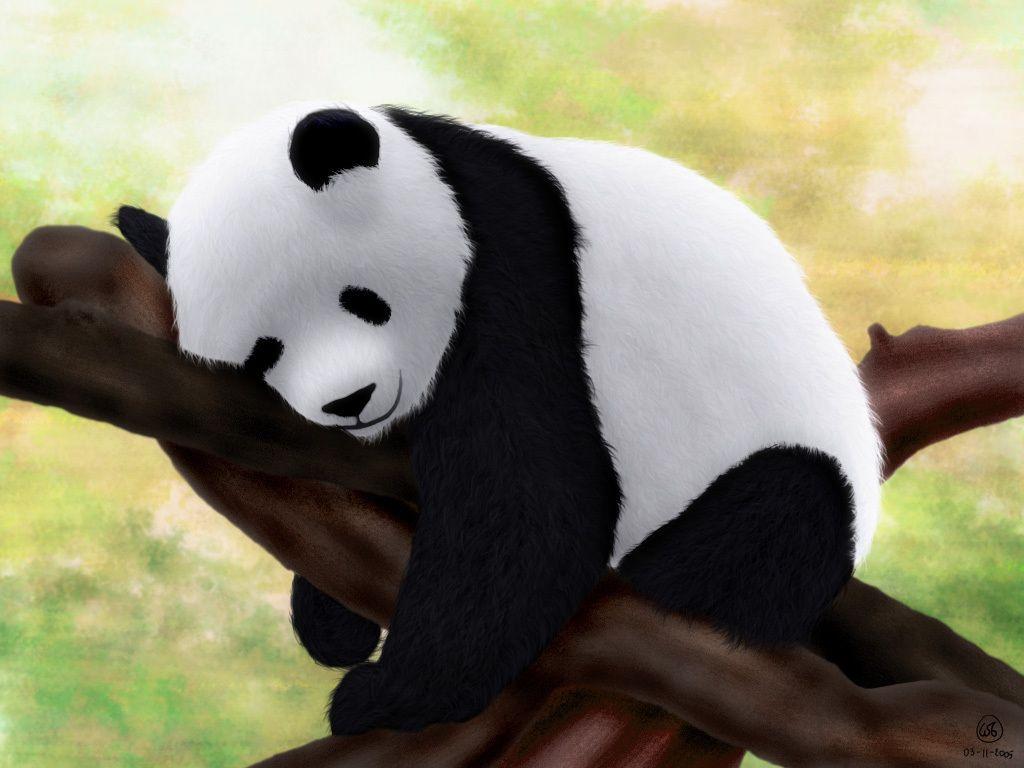 Cucciolo panda su ramo, 1024x768 HD, Desktop