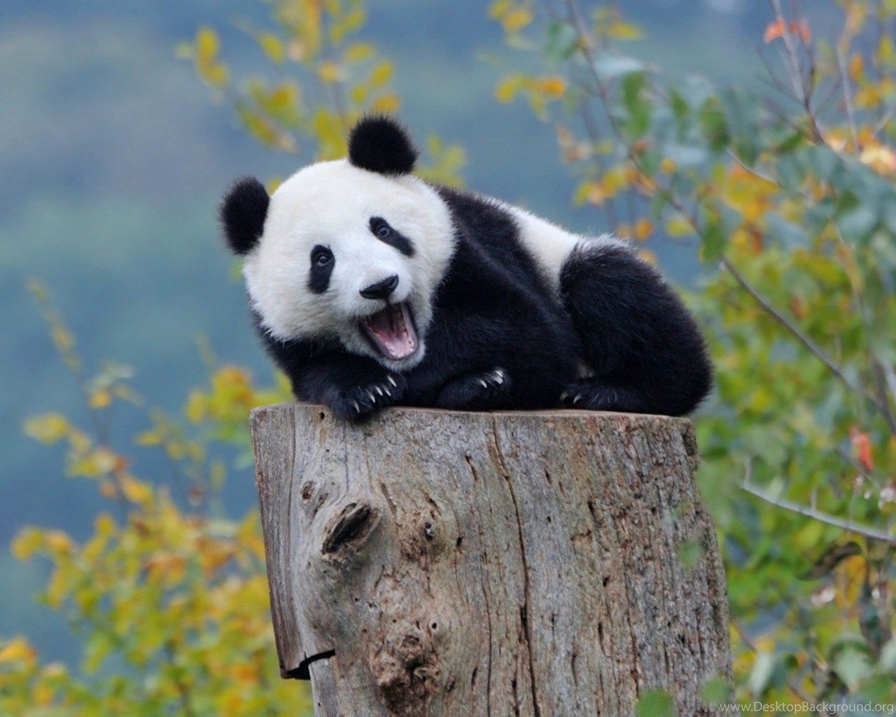 Cucciolo di panda su tronco, 1280x1024 720p, Lenovo Legion