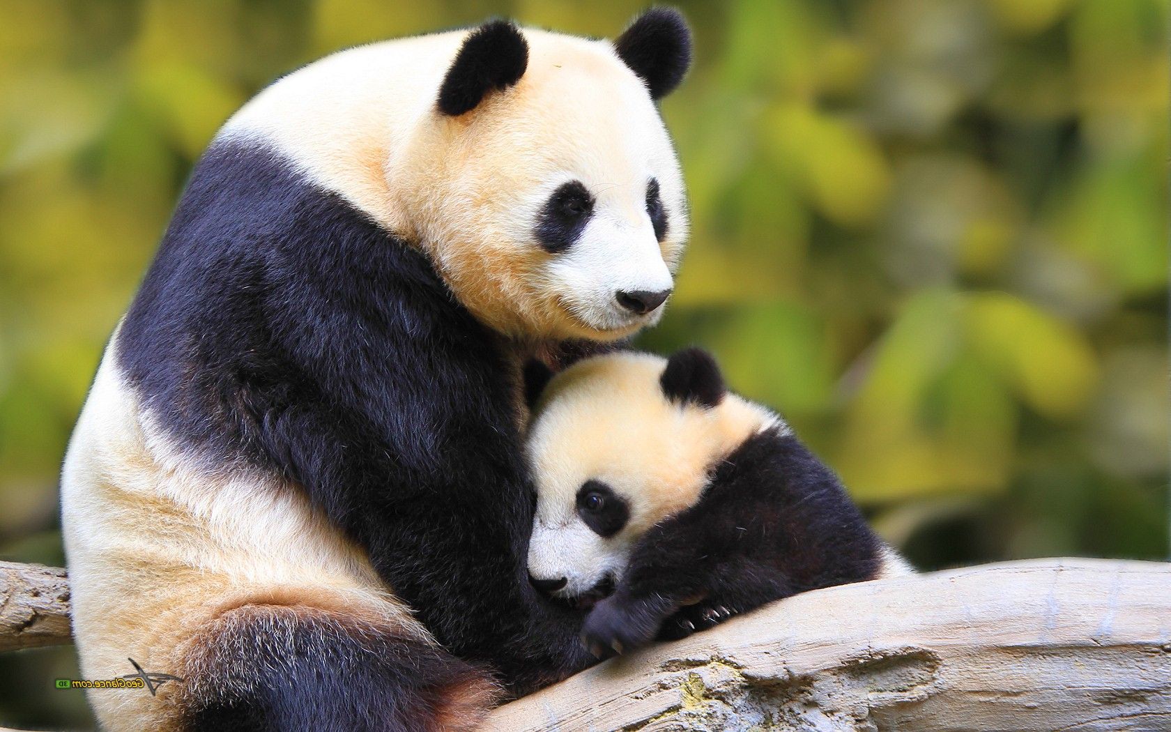 Panda madre con cucciolo, 1680x1050 900p, Desktop