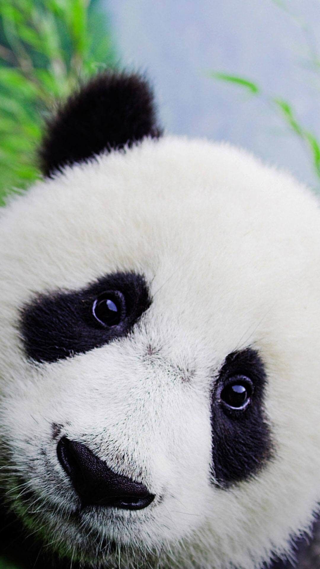 Cucciolo di panda primo piano, 1080x1920 Full HD Verticale, Samsung Galaxy