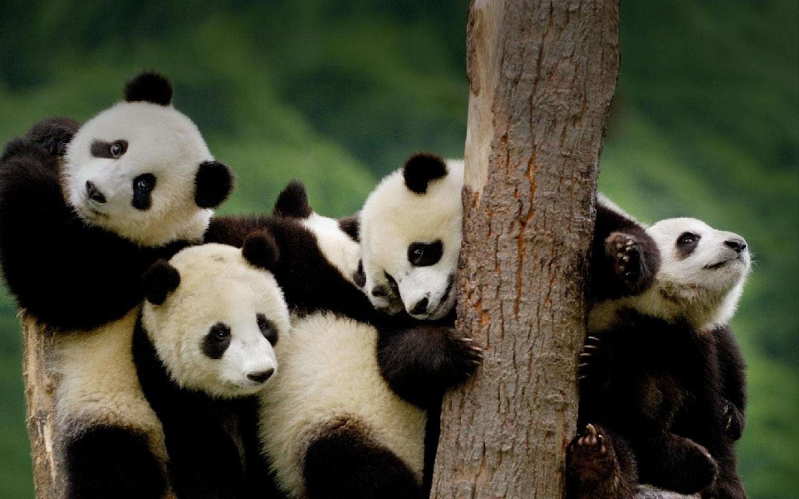Cuccioli di panda su albero, 2560x1600 WQXGA, Desktop