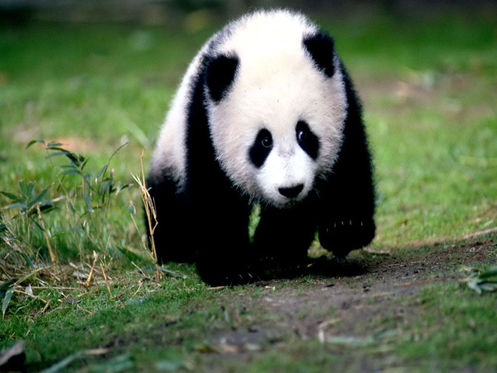 Cucciolo di panda su sentiero, 1024x768 HD, PC